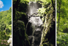 canonteign falls tickets