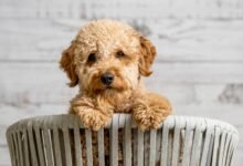 unwanted puppies for free