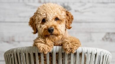 unwanted puppies for free