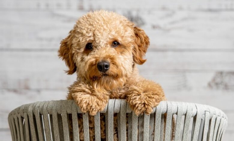 unwanted puppies for free