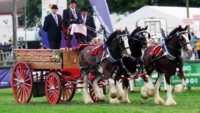 central equine database