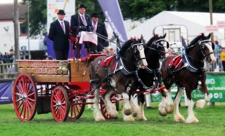 central equine database