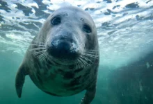 cornish seal sanctuary tickets