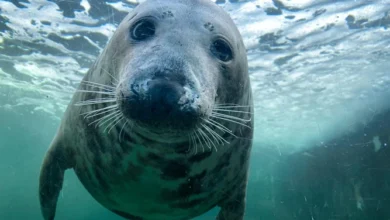 cornish seal sanctuary tickets