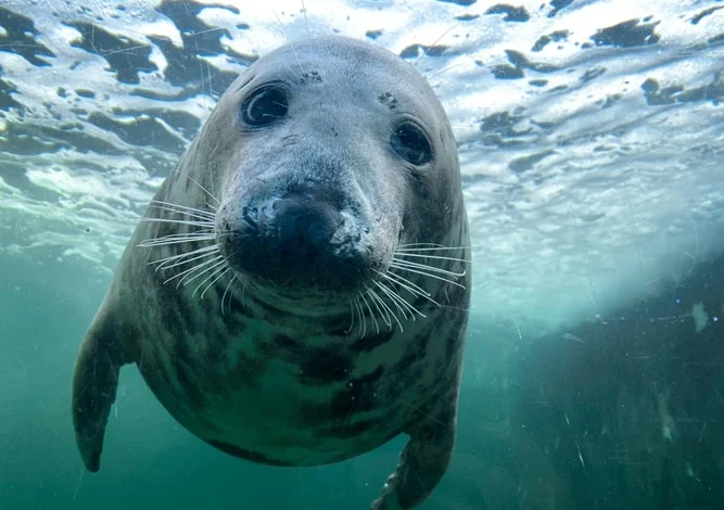 cornish seal sanctuary tickets