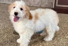 full grown mini bernedoodle