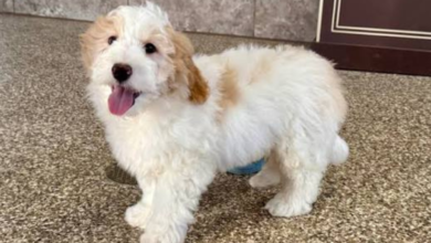 full grown mini bernedoodle