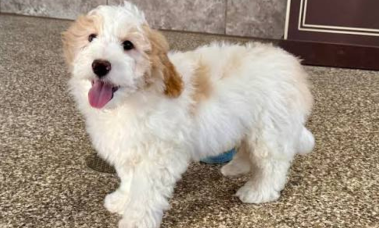 full grown mini bernedoodle