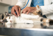 cat throwing up white foam