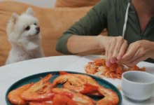 can dogs have shrimp