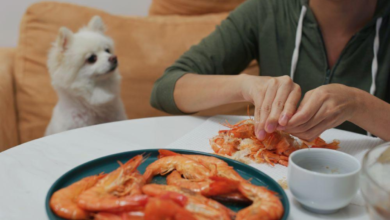 can dogs have shrimp