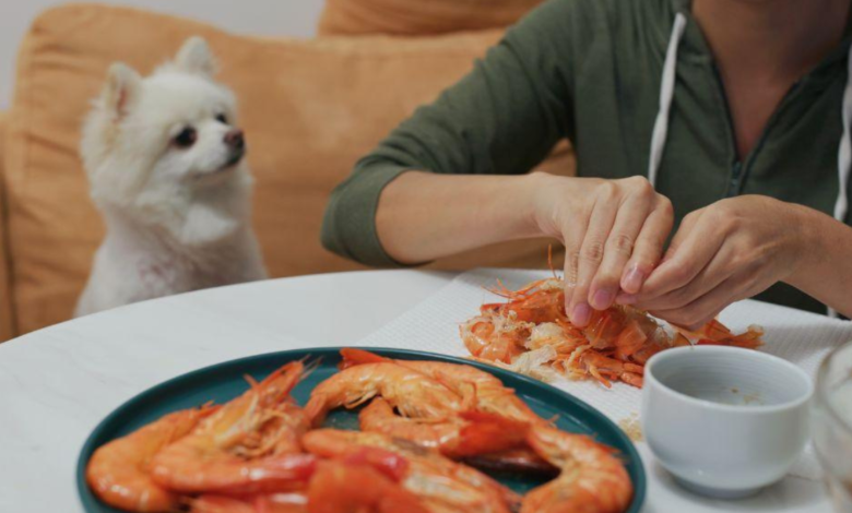 can dogs have shrimp
